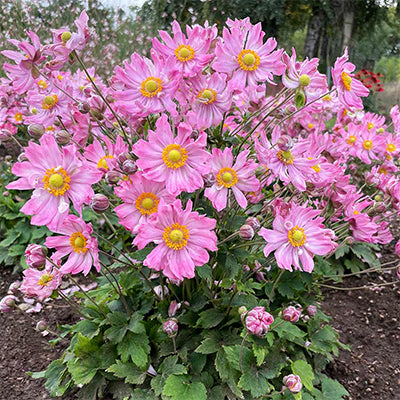 Anemone 'Satin Doll Glow Pink'