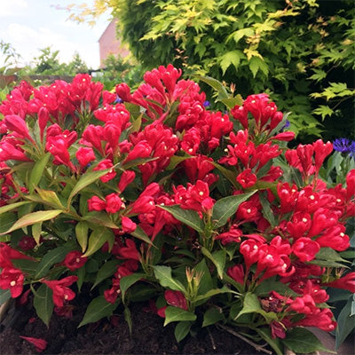 Weigela florida 'All Summer Red'