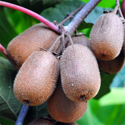 Actinidia deliciosa 'Saanichton'
