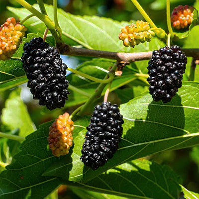 Mulberry-Morus alba 'Ik Soo Bong'