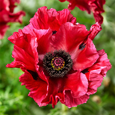 Papaver 'Red Rumble'