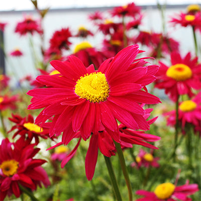 Tanacetum coccineum 'Robinson's Giant Crimson'