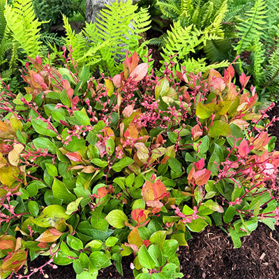 Gaultheria shallon 'Cascade Sunrise'