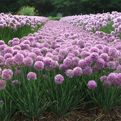Allium 'Glitterbug Humble Bumble'