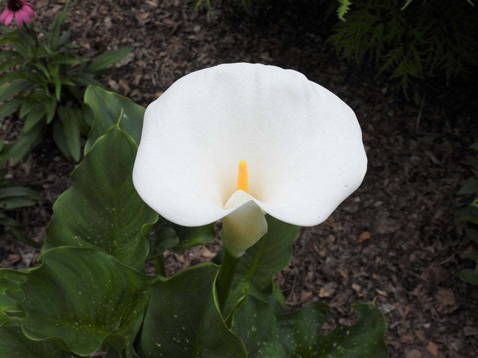 Zantedeschia aethiopica 'White Giant'