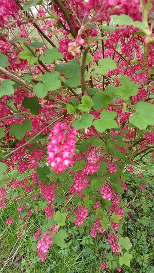 Ribes sanguineum 'Pulburough Scarlet'