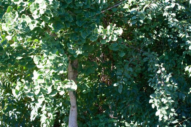 Ginkgo biloba 'Barabits Nana'