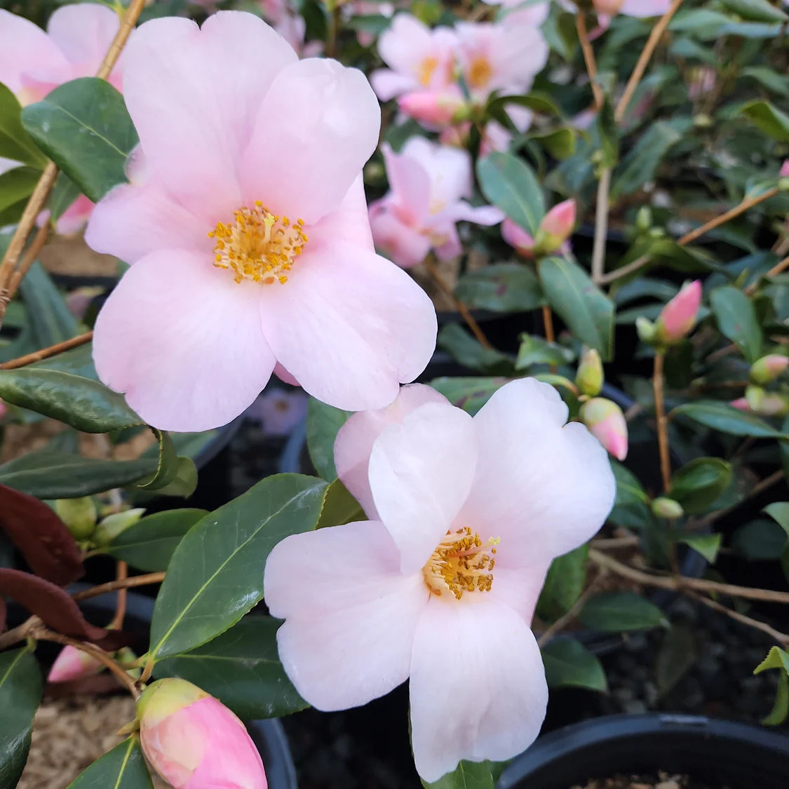 Camellia x hybrid 'Flirtation'
