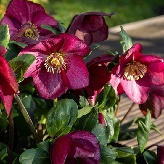 Helleborus 'Winter Ballet Leona'