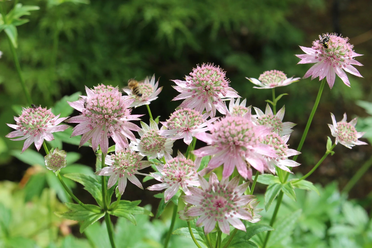 Astrantia major 'Florence'