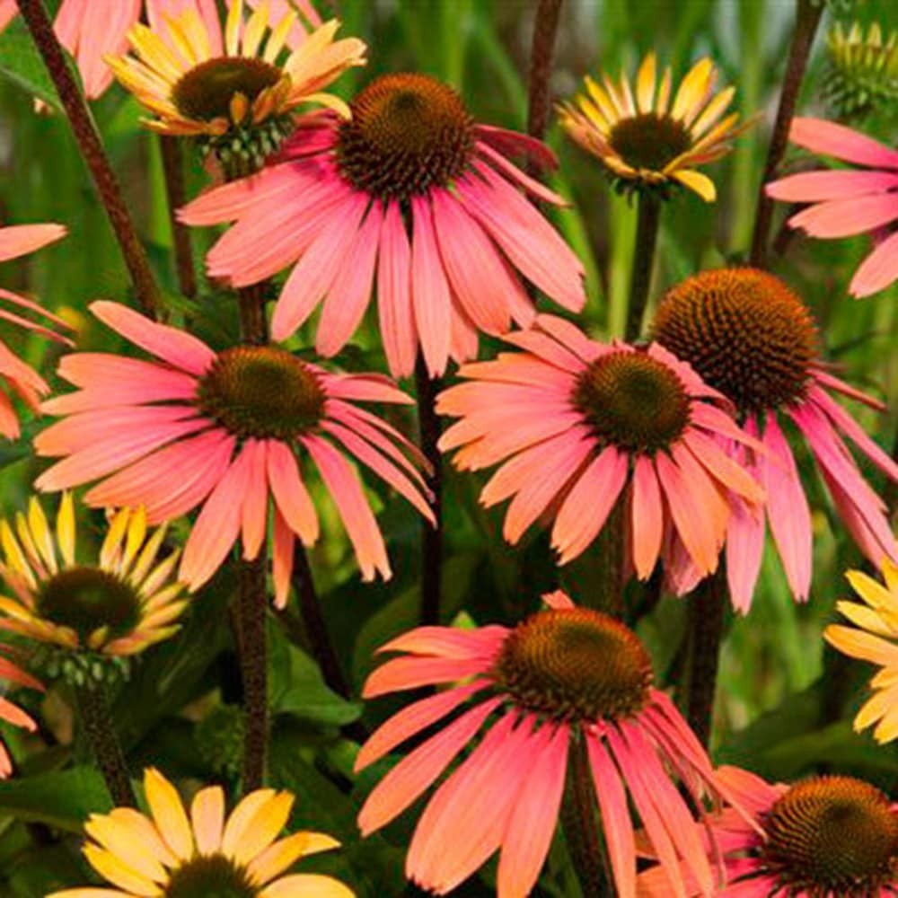Echinacea 'Summer Cocktail'