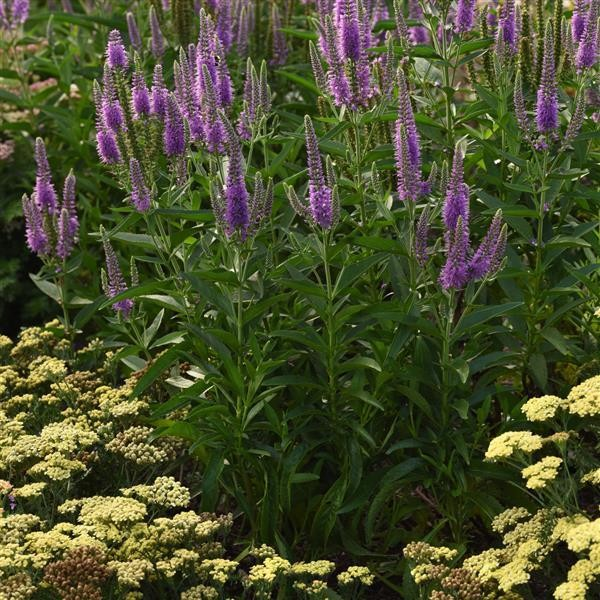 Veronica 'Skyward Lilac'