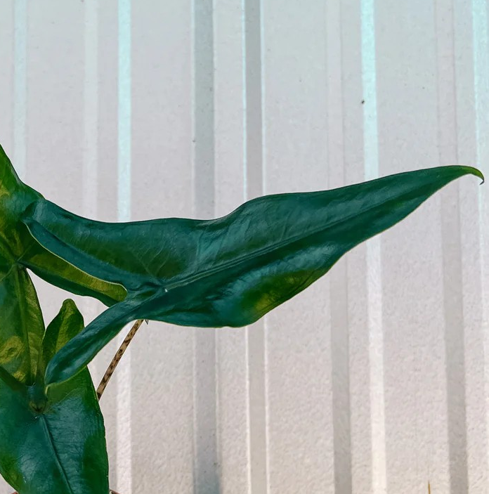 Alocasia 'Tigrini Superba'