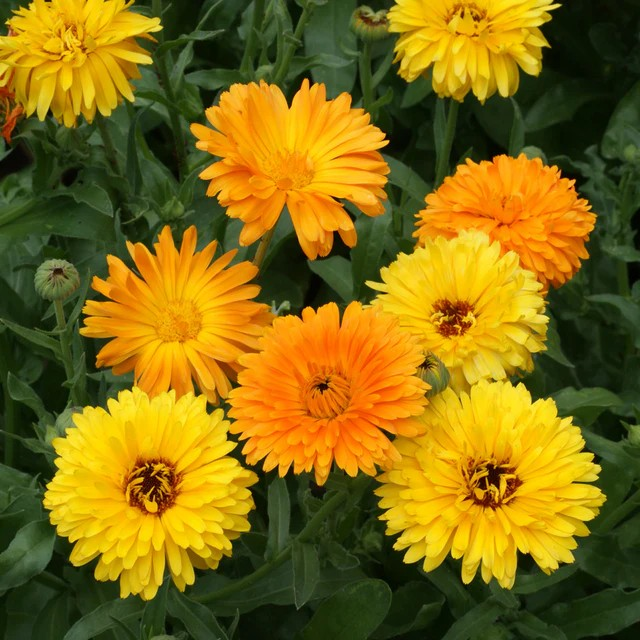 Calendula - Fiesta Gitana