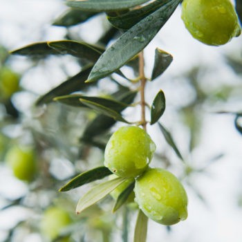 Olea europaea 'Perpetua'