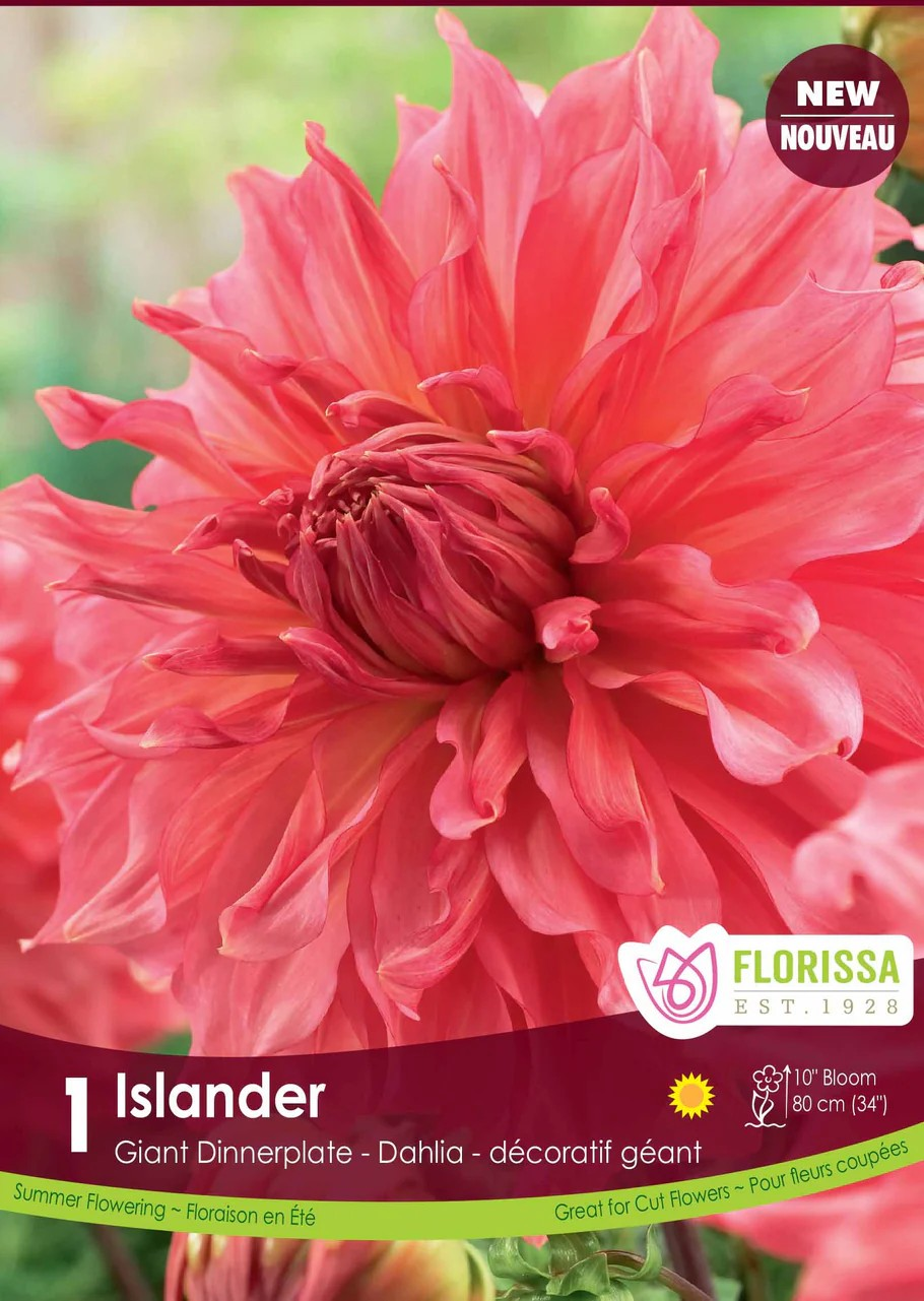 Dahlia Dinnerplate - Islander