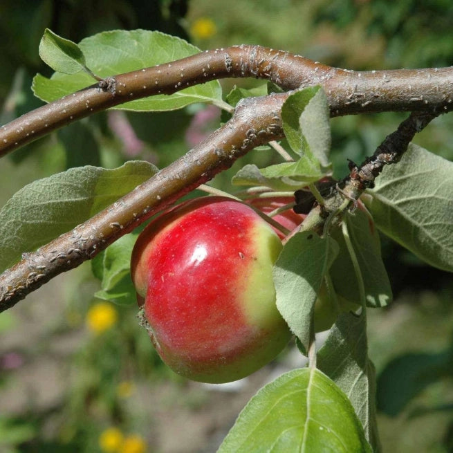 Apple - Malus 'Lobo'