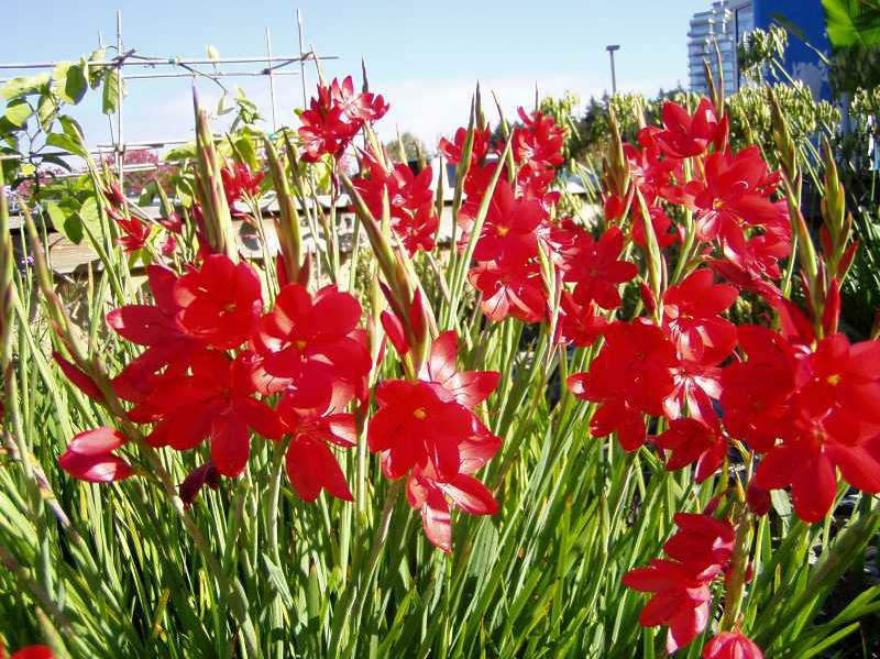 Schizostylis 'Red'