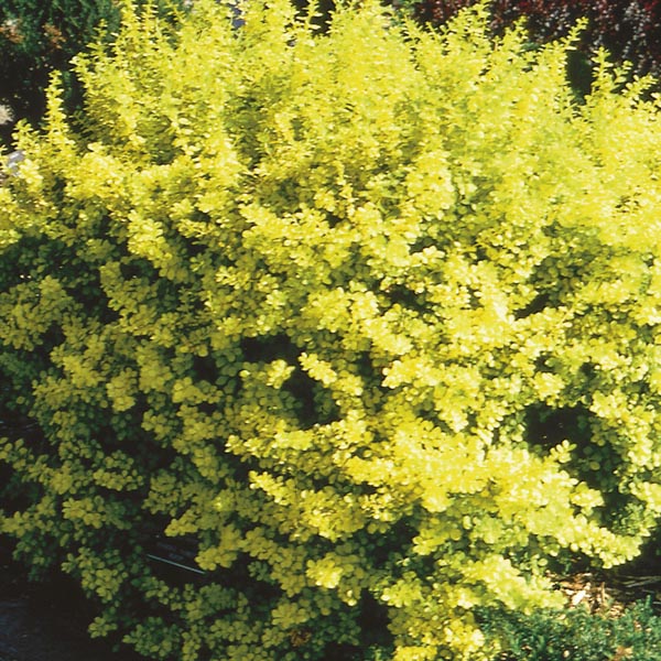 Berberis thunbergi 'Aurea Nana'