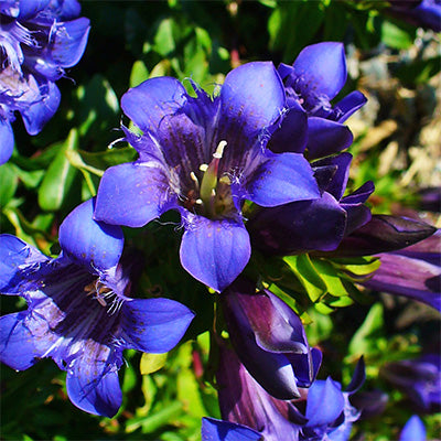 Gentiana septemfida var. lagodechiana