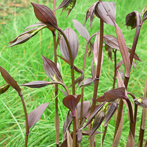 Disporum 'Night Heron'