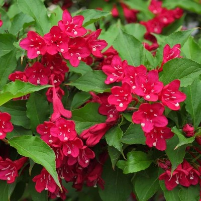 Weigela hybrid 'Picobella Rosso'