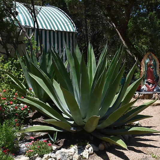 Agave salmiana
