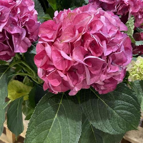 Hydrangea macrophylla Tuxedo Pink