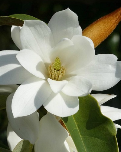 Michelia doltsopa 'Fairy White'