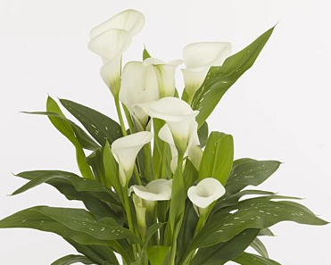 Zantedeschia 'Captain Lorenzo'