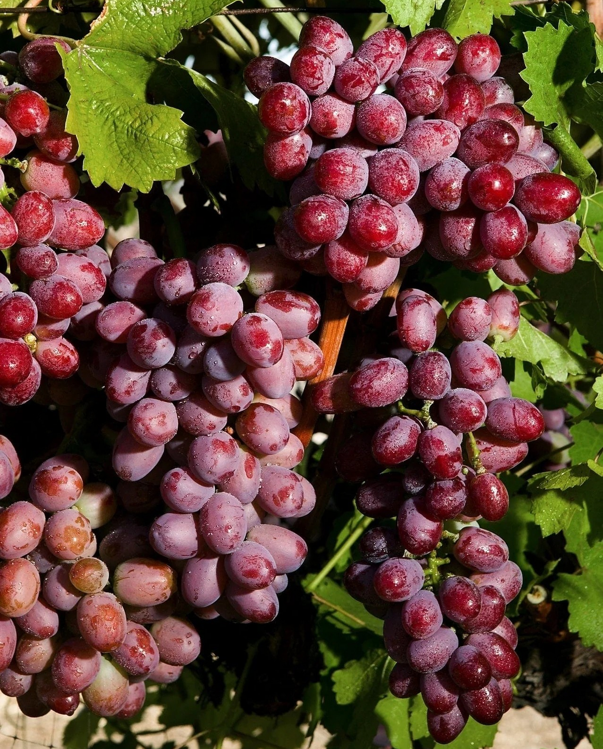 Vitis vinifera 'Suffolk Red'