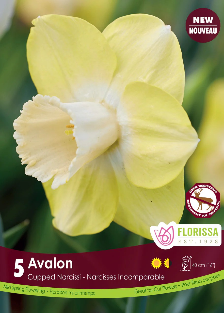 Narcissus cupped 'Avalon'