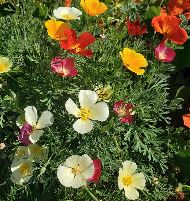California Poppies - Formula Mix
