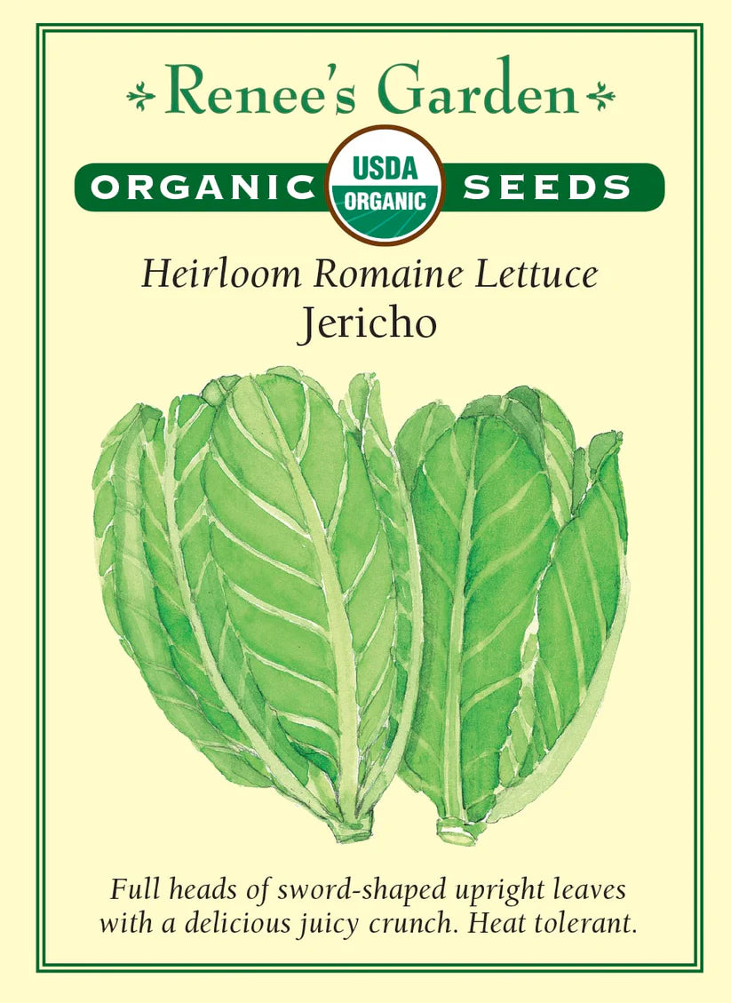 Lettuce - Jericho - Organic