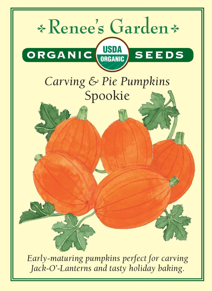 Pumpkin - Pumpkin Spookie - Organic