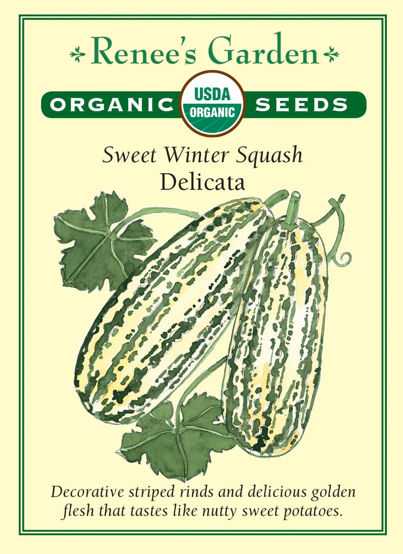 Squash - Delicata - Organic
