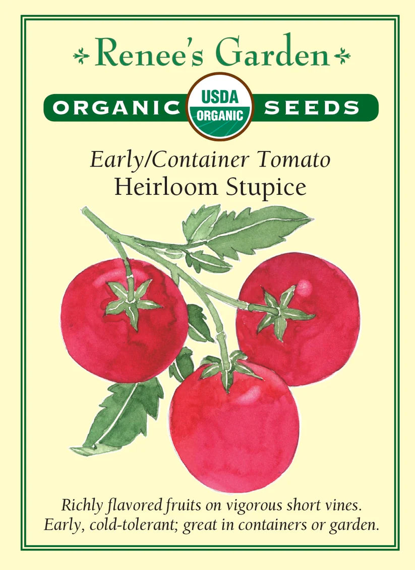 Tomato - Tomato Stupice Organic - Container