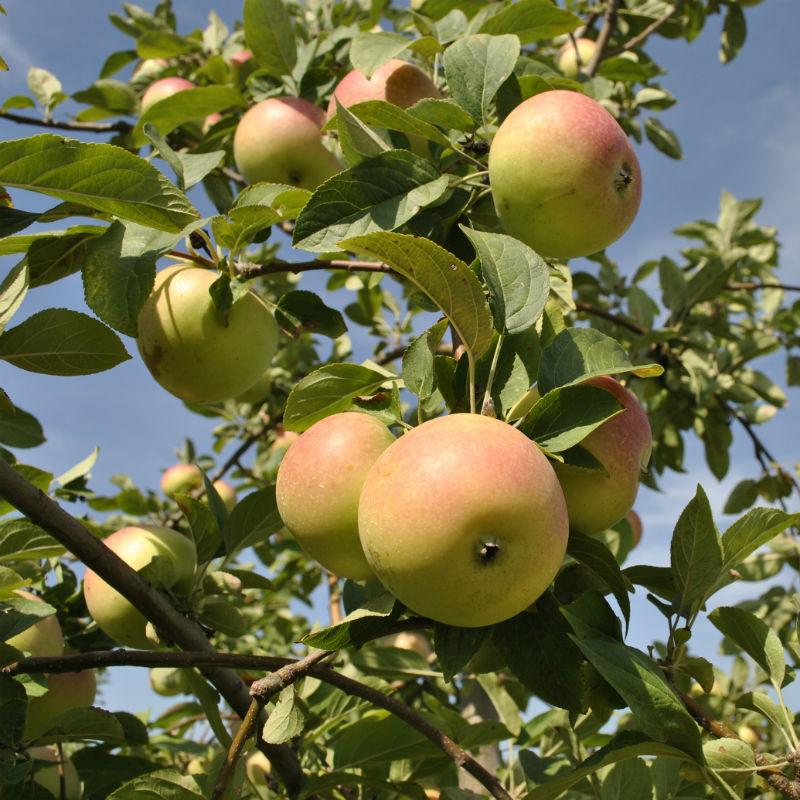 Apple - Malus 'Winter Banana'