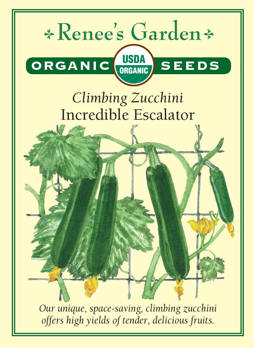 Squash - Zucchini - Incredible Escalator - Organic