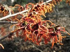 Hamamelis x intermedia 'Rubin'