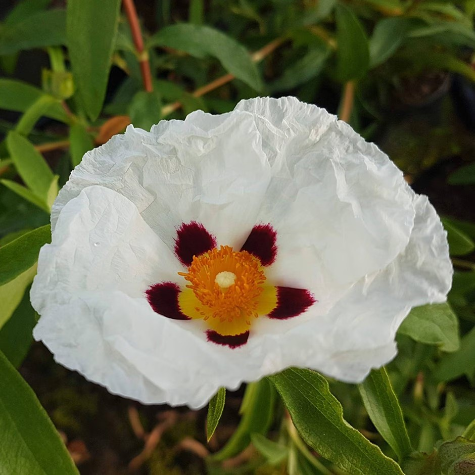 Cistus purpureus 'Alan Fradd'
