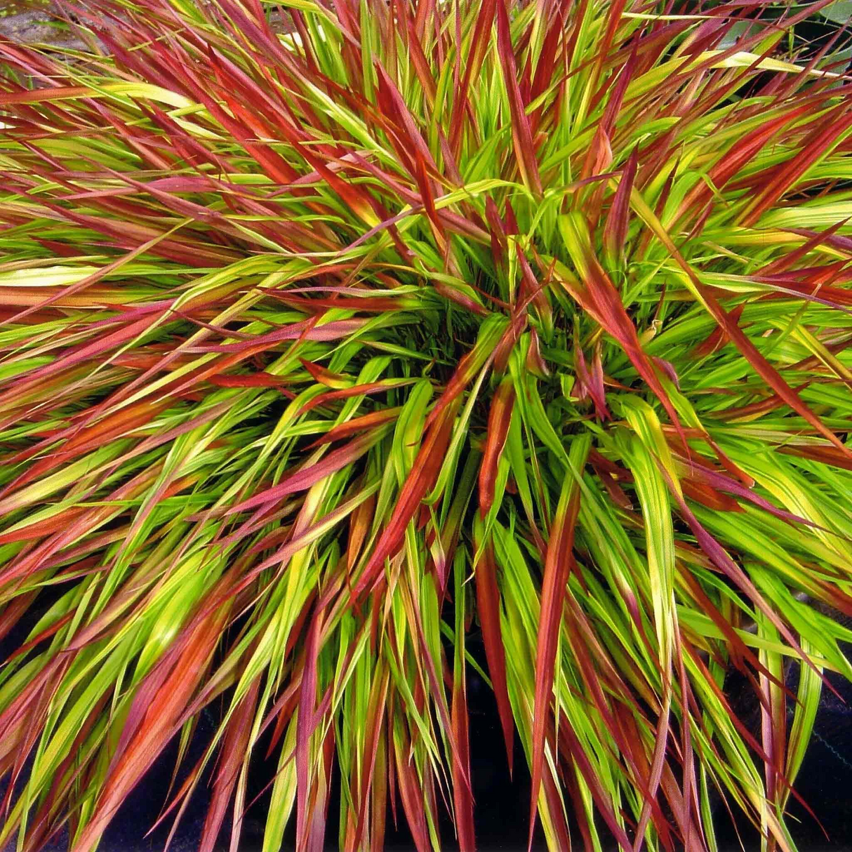 Hakonechloa 'Mulled Wine'