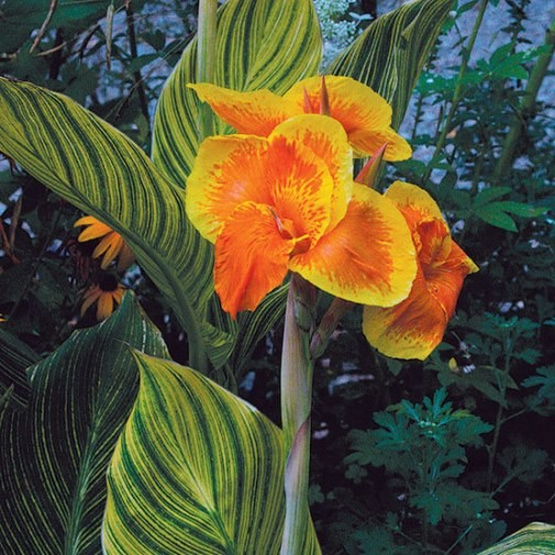 Canna 'Tropicana Gold'