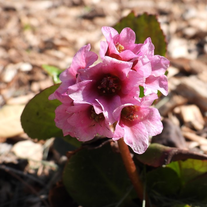 Bergenia 'Miss Piggy'