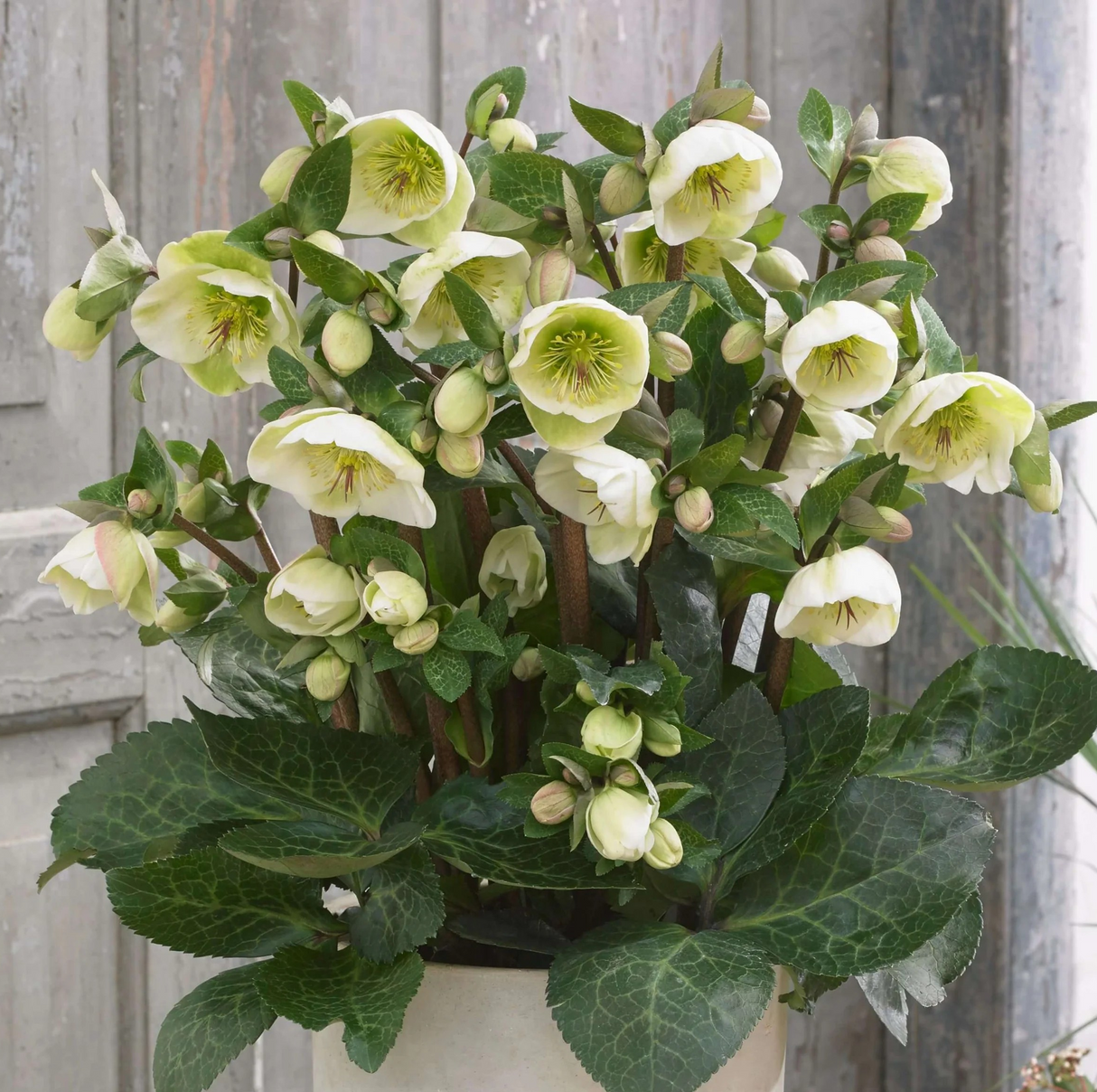 Helleborus 'Moondance'