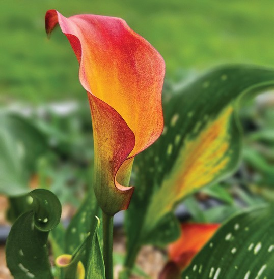 Zantedeschia x hybrida 'Morning Sun'