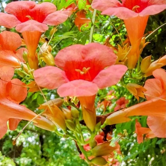 Campsis grandiflora