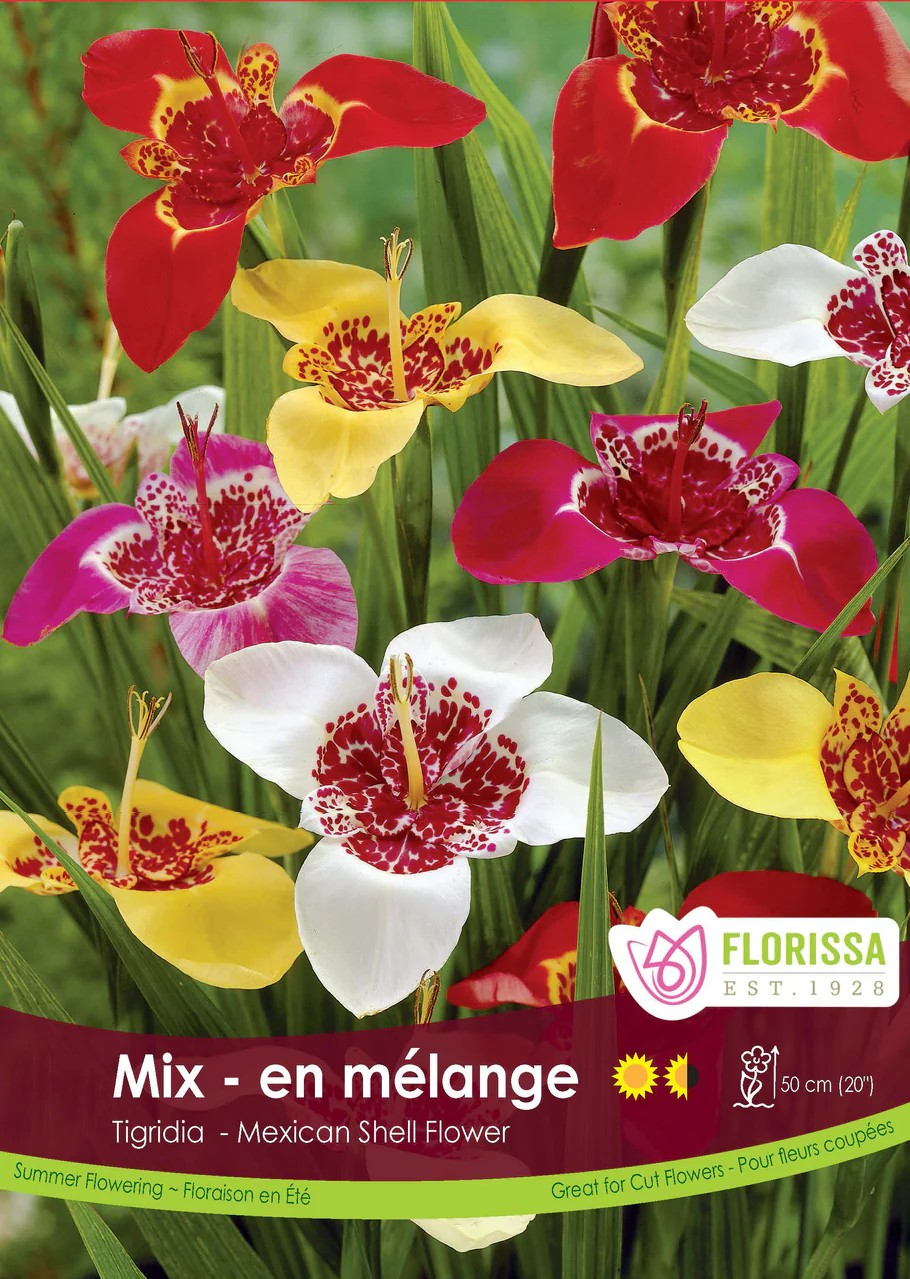 TIGRIDIA Ferraria Mixed