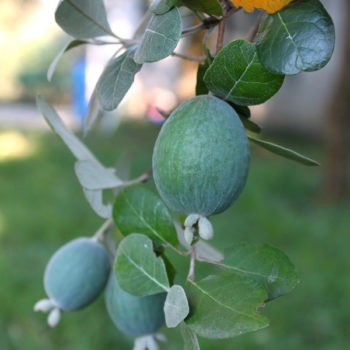 Guava-Acca sellowiana 'Waingaro'