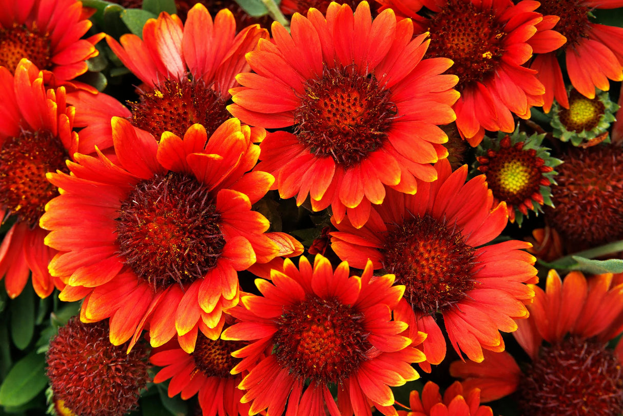 Gaillardia 'Paprika'